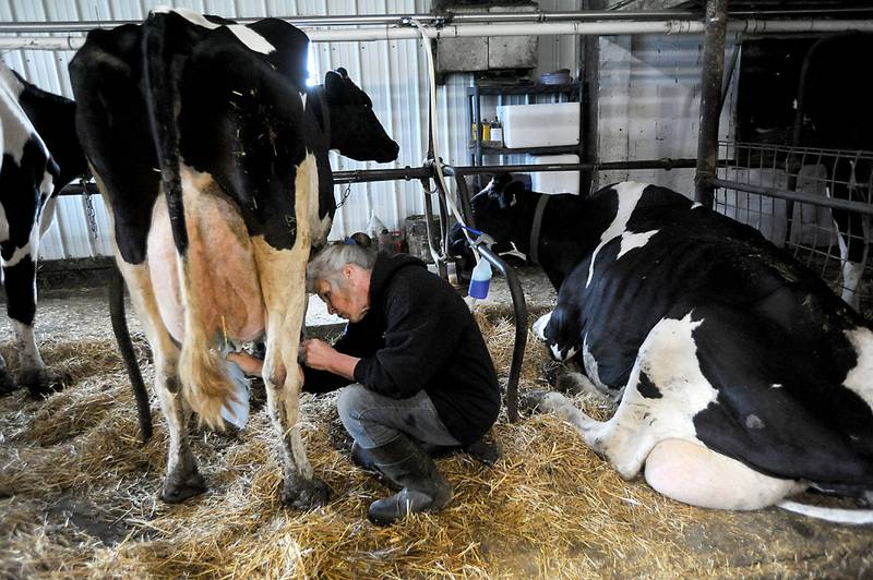 Carol Ziller attaches a milking machine to the udders of a cow while miking cows Wednesday, June 1, 2022, in the milking parlor of the family dairy farm, 13704 Adamson Road in Huntley. The farm is one of about 20 dairy farms left in McHenry County.