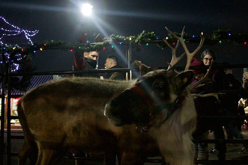 Reindeer, presumably from the North Pole, visited with patrons of Oswego's Christmas Walk celebration Dec. 3 in downtown Oswego.