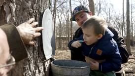 The Local Scene: Learn how to create maple syrup directly from trees in Marengo