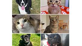 Will County Pets of the Week: Sept. 8, 2025