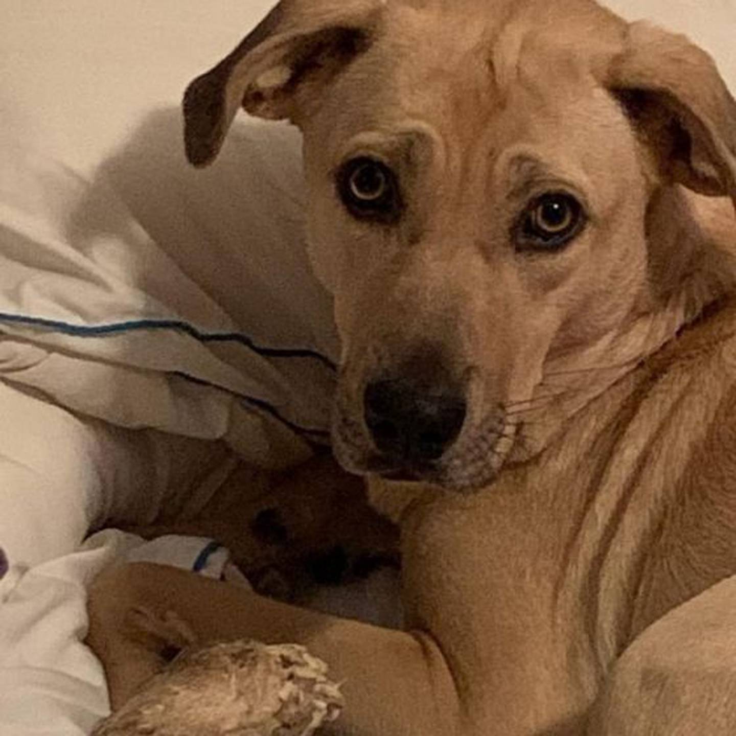 Angelee (aka Nala) has lived with her foster mom since August and has adjusted well to a comfortable life of toys, bones and lots of cuddles. She is very sweet and would be a great addition to any family. She is good with other dogs, and she is working on sharing toys. To meet Angelee, contact Hopeful Tails Animal Rescue at hopefultailsadoptions@outlook.com. Visit hopefultailsanimalrescue.org.