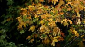 Fall leaves’ colors depend on weather, experts say