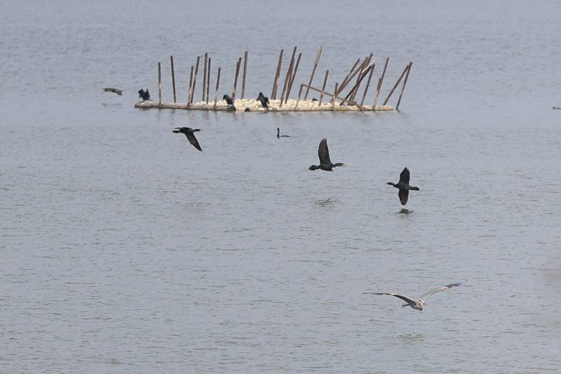 A group of herons fly over the water at the Lake Renwick Heron Rookery Nature Preserve in Plainfield on Thursday, March 26, 2026.