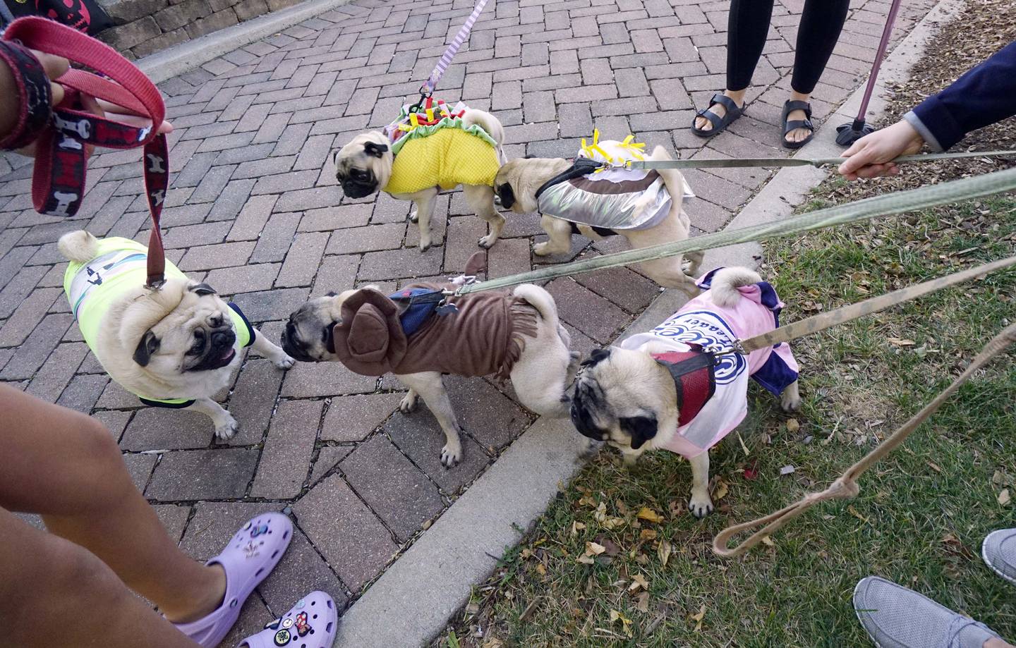 A group of decorated pugs inspect each other as they size up the competition during the Howl O' Ween Dog Parade Saturday October 22, 2022 at Peck Farm Park in Geneva.