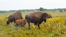 Bison, birds and plants all part of Nachusa Grasslands’ annual Autumn on the Prairie