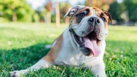 Keep your pets safe during local summer events