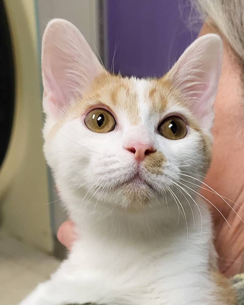 Chevy is Save-A-Pet's pet of the week for Oct. 26, 2023.