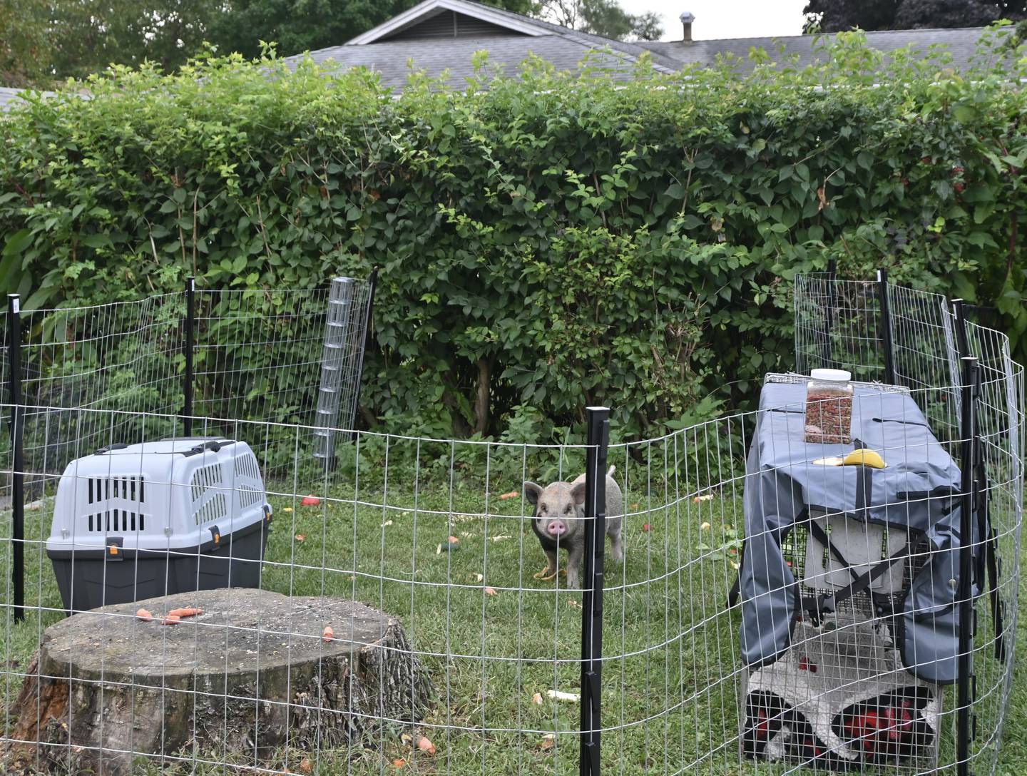 Wilber behind the fence set up by Chicagoland Pig Rescue and residents.