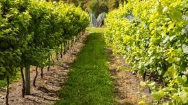 Uncorked: Argentina’s wine gems shine at various price points 