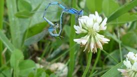 Good Natured in St. Charles: Dragonflies and damselflies take circle of life literally