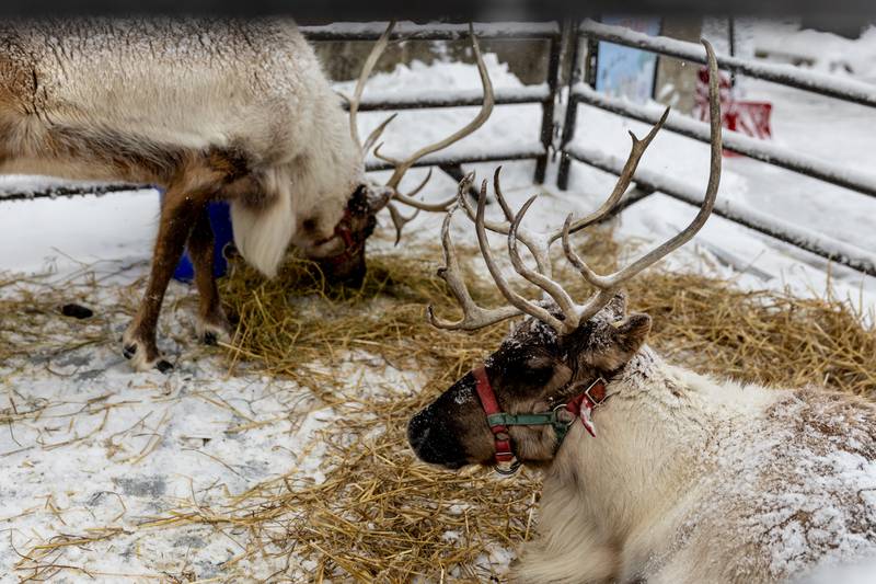 Reindeer add to the fun outside Lockport City Hall during Lockport’s Christmas in the Square festivities on Nov. 29, 2025.