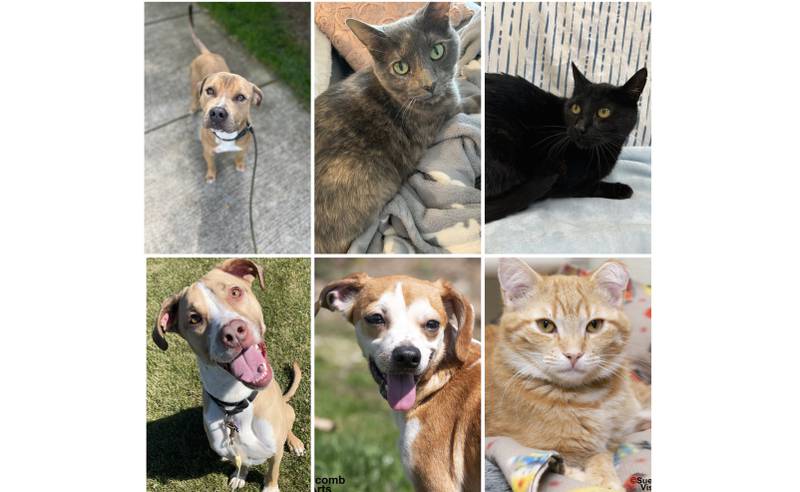 The Herald-News presents this week’s Pets of the Week. Read the description of each pet to find out about that pet, including where it can be adopted in Will County.