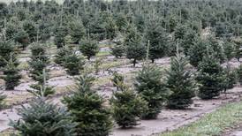 Ottawa to collect Christmas trees at Riordan Pool