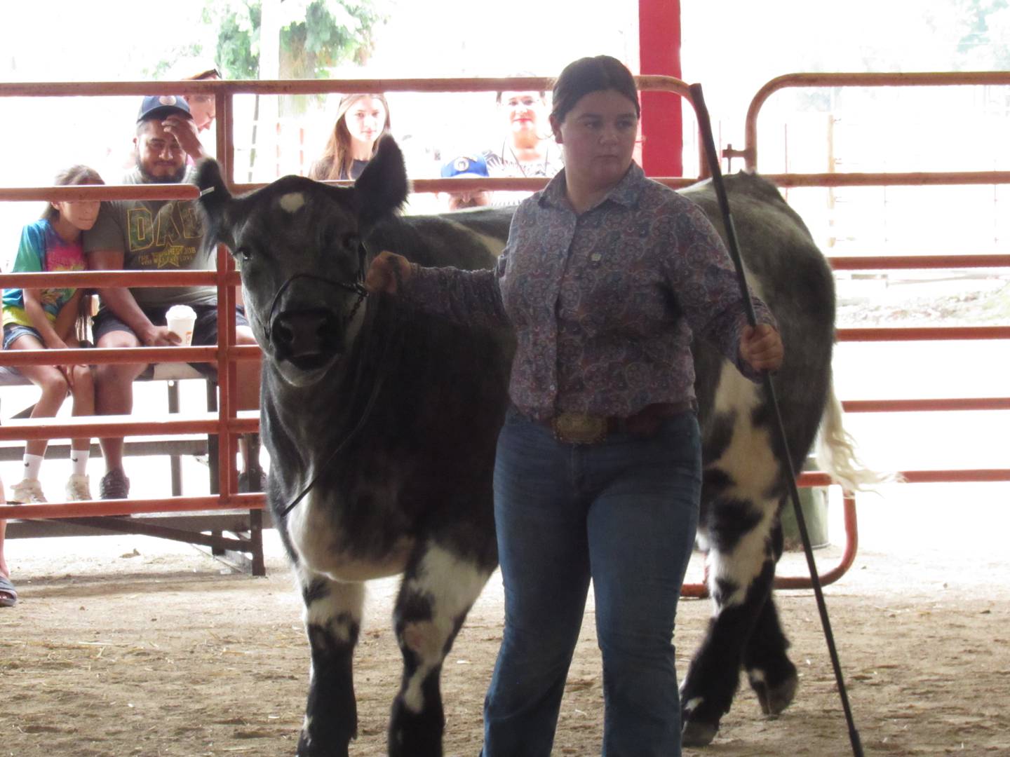 Jessie Henke directs her steer.