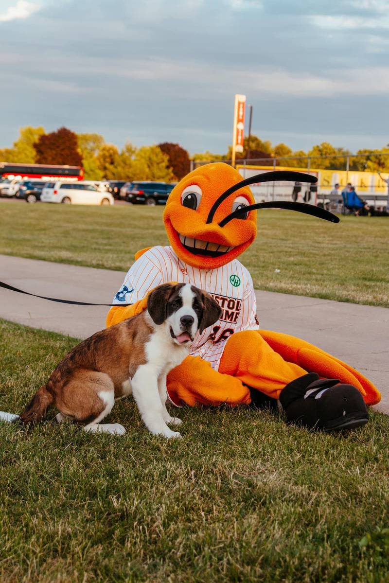 Since May, Haven has been capturing hearts with her warmhearted nature and calm temperament  – transitioning from the Peru Police Department’s to the community’s dog.