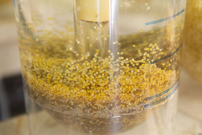 The eggs get darker as they start to produce fries, or baby walleye. A one pound fish will produce about 25,000 eggs.
