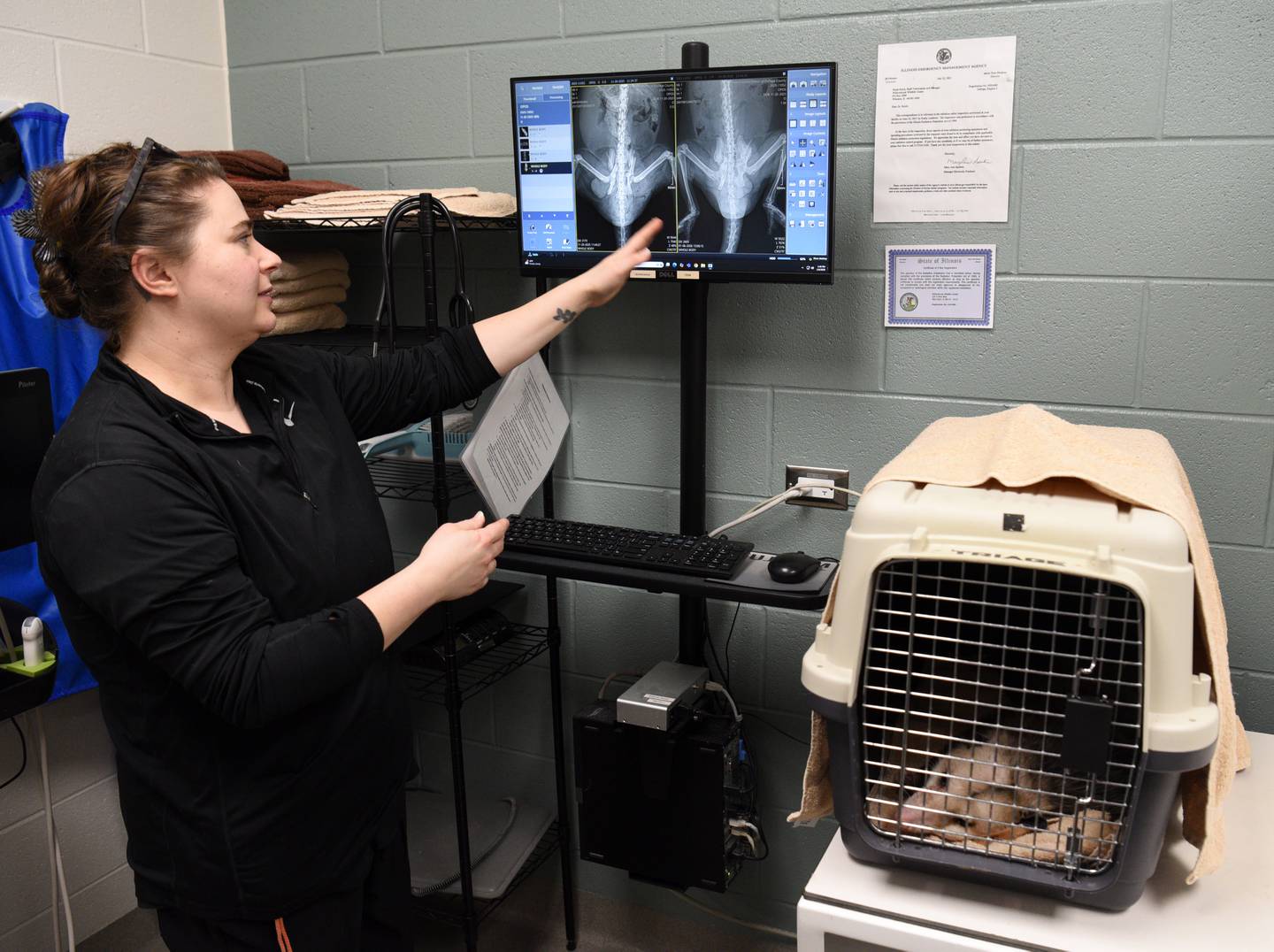 Head veterinarian Sarah Reich talks about the x-ray of an injured Virginia Opposum that is recovering from surgery at the new DuPage Wildlife Conservation Center, formerly known as the Willowbrook Wildlife Center in Glen Ellyn. A new clinic and visitor center will treat thousands of injured, sick and orphaned animals a year.