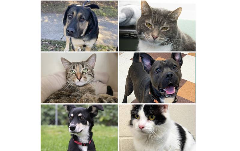 The Herald-News presents this week’s Pets of the Week. Read the description of each pet to find out about it, including where it can be adopted in Will County.