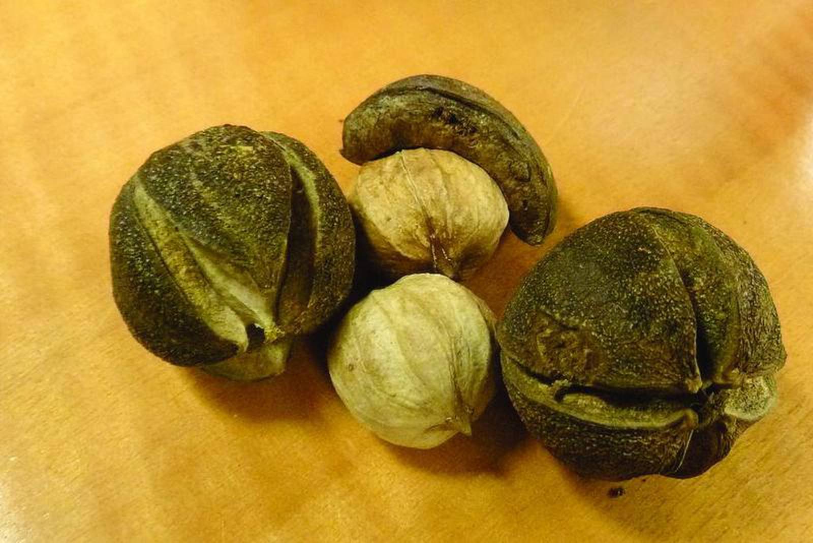 Good Natured Hickory nuts the jackpot for squirrels, other rodents Shaw Local