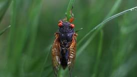 Illinois horticulture educators find surprising ways to use cicadas in favorite foods