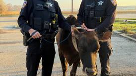 Cow on the loose in Yorkville on Saturday returned to owner