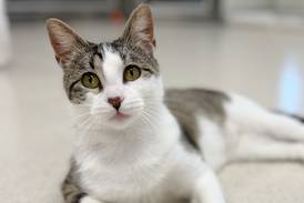 Playful young cat aims to bring fun to forever family