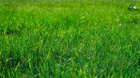 Down the Garden Path: Meet three grassy lawn weeds you may see in spring