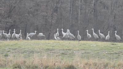 Learn about Sandhill cranes as part of Geneva lecture series