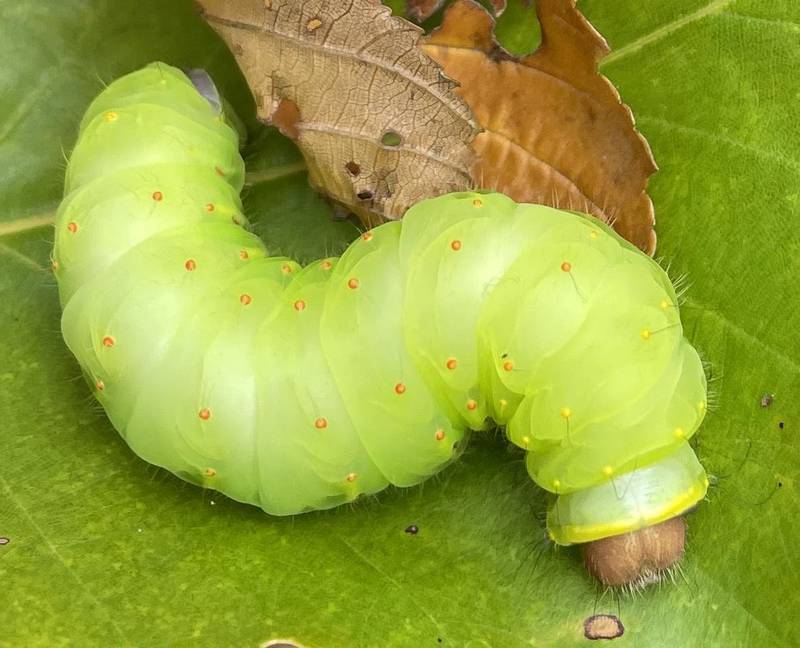 Polyphemus caterpillars, as well as the caterpillars of many other moth and butterfly species, spend the winter among downed leaves – a great reason to “leave the leaves” until warm temperatures return.