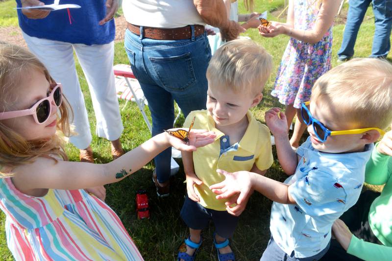 Natalie Drozd, 4, of Mt. Morris, holds one of the butterflies her family released during  the Serenity Hospice & Home Memorial Butterfly Release on Saturday, July 8, 2023, in Oregon. Watching Natalie are her 2-year-old  twin brothers, Nathan and Nelson. The Drozd children released the butterflies in memory of their great-grandmother, Leona Groenhagen, and grandmother, Lois Nelson.
