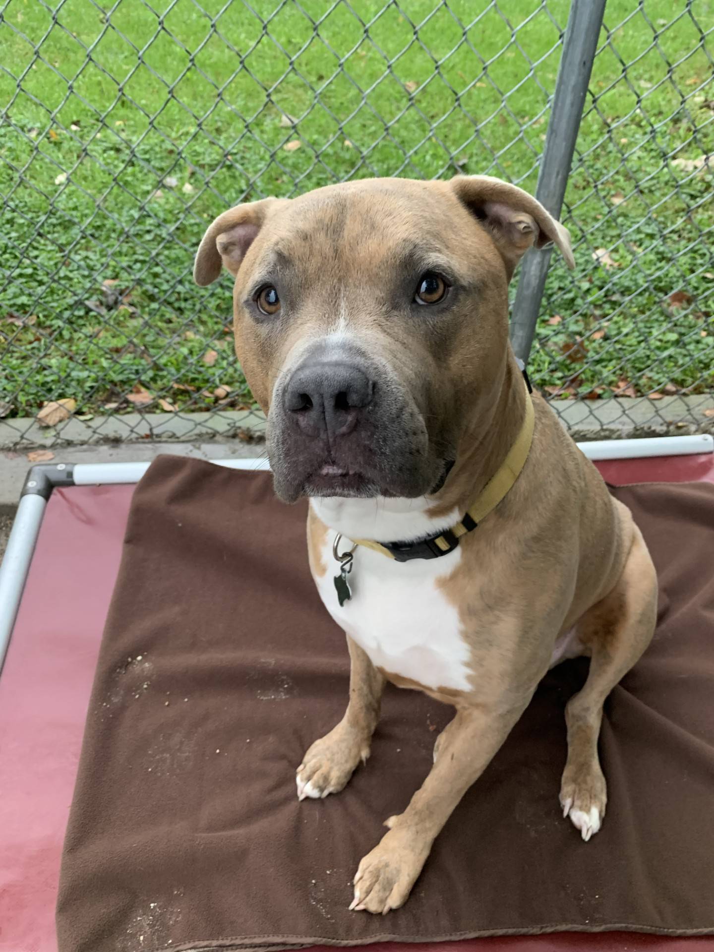 Otis is a 5-year-old, 95-pound pit mix. He is a sweet, happy, and loves to see his people and get pets. Otis has stomach sensitivities and must eat a fish-based diet. He also takes pain medication for arthritis in his back legs and is doing well on it. Contact the Will County Humane Society at willcountyhumane.com and follow the instructions for the adoption process.