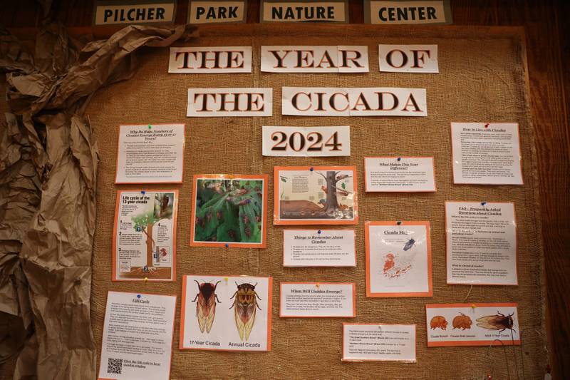 Pilcher Park Nature Center in Joliet created an informative cicada display on Thursday, May 16, 2024.