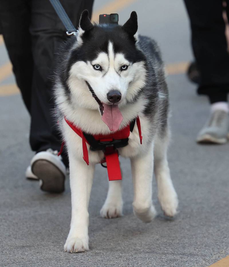 Northern Illinois University mascot Mission III marches in the parade Thursday, Oct. 2, 2025, during the Huskie Homecoming Block Party in downtown DeKalb.