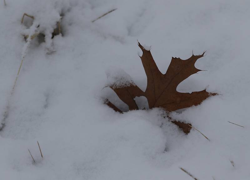An oak leaf pokes out of snow along Main Street Road in Spring Grove on Wednesday, Jan. 25, 2023. Snow fell throughout the morning, leaving a fresh blanket of snow in McHenry County.