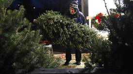 Time to pick a Christmas tree, but real or fake? Environmentalists actually say real, if you can