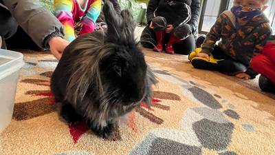 Good Natured in St. Charles: Make Mine Chocolate right pick for bunny