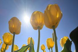 Polo Garden Club to meet June 9