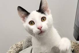 Playful, affectionate kitten ready to charm forever family