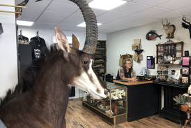 Oddity shop: Preserved Peculiarities sets up in McHenry to sell mounted insects, skulls, taxidermy, much more
