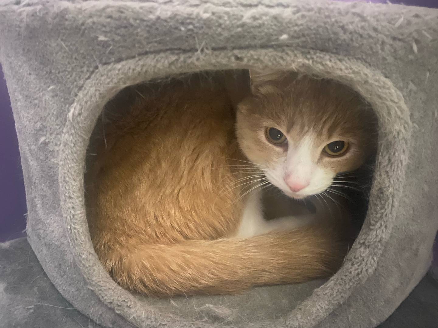 Buddy is a 2-year-old male. He is very sweet, but shy around new people. Buddy is playful on his own time and is not a fan of other cats. To meet Buddy, visit visit justanimals.org or call 815-448-2510.