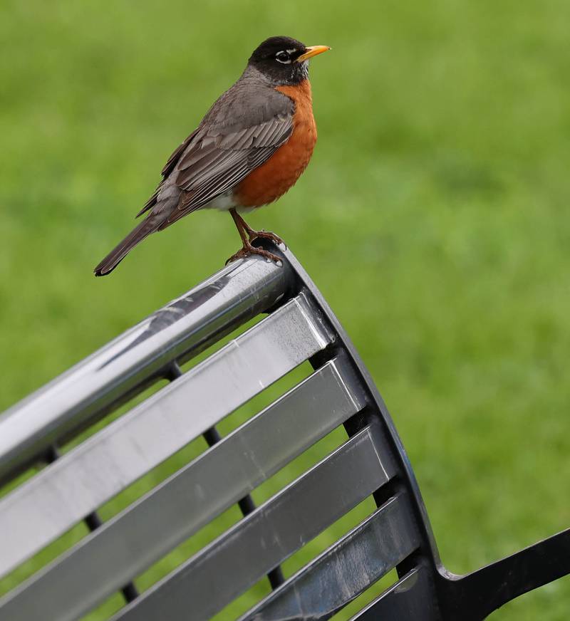 A robin, one of the surest signs of spring, hangs out on a bench Friday, May 2, 2025, on the campus of Northern Illinois University in DeKalb.