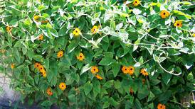 Down the Garden Path: Try these garden display ideas for autumn