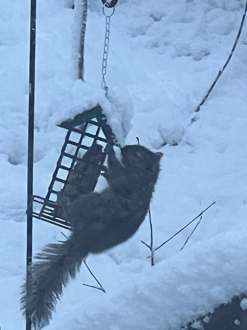 A squirrel climbs a feeder on the morning of January 12, 2014 in Woodstock