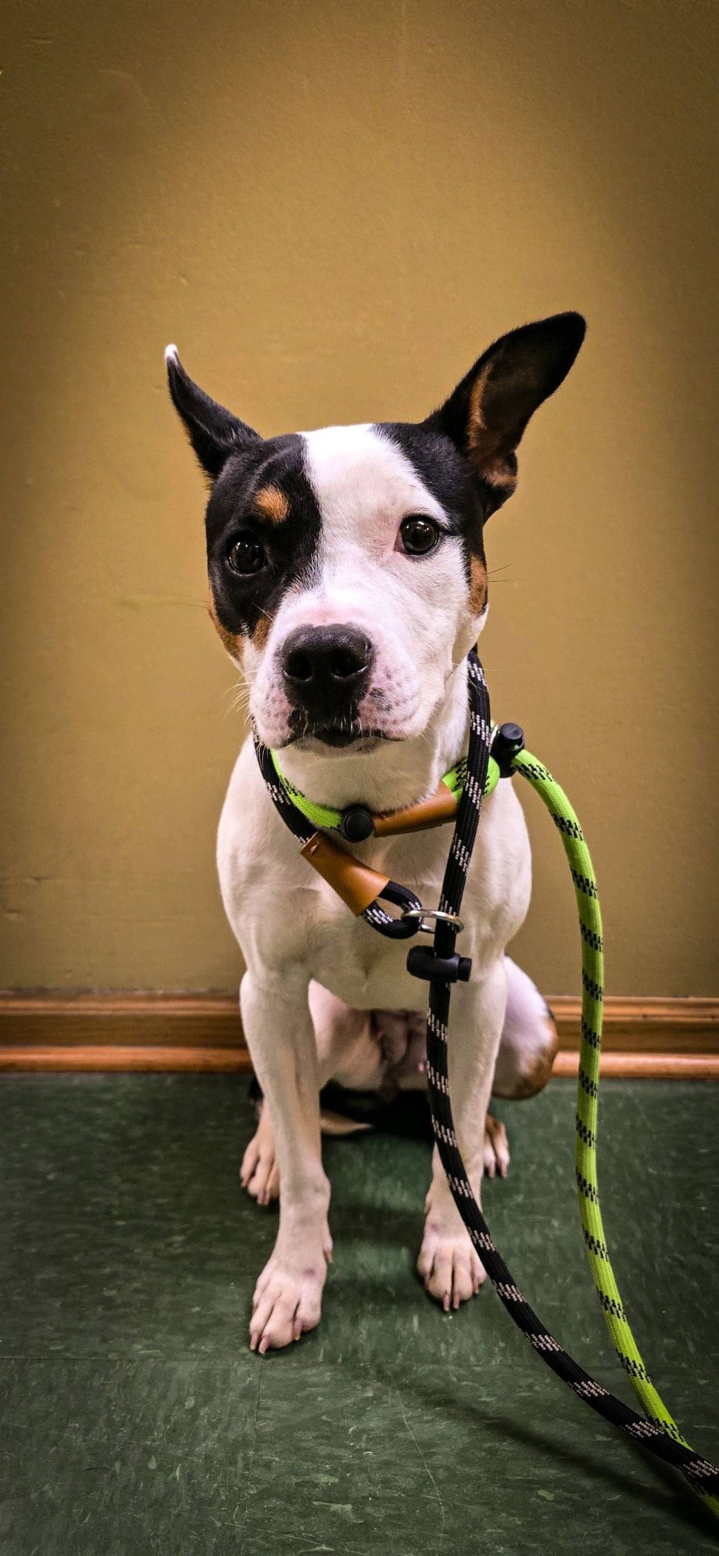 Sky is a 2-year-old petite terrier mix that was abandoned in a cage outside at NAWS’ door. She was scared and confused – and is still a bit timid – but she’s making progress. Sky does well with other dogs with a slow introduction, and she’s even done well with cats. Once Sky feels safe, she sweet and affectionate. Sky needs a family would calm, older children. To meet Sky, email Dogadoption@nawsus.org. Visit nawsus.org.