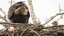 ‘They’re funny at this age’: Eaglets born in nest on Fermilab property