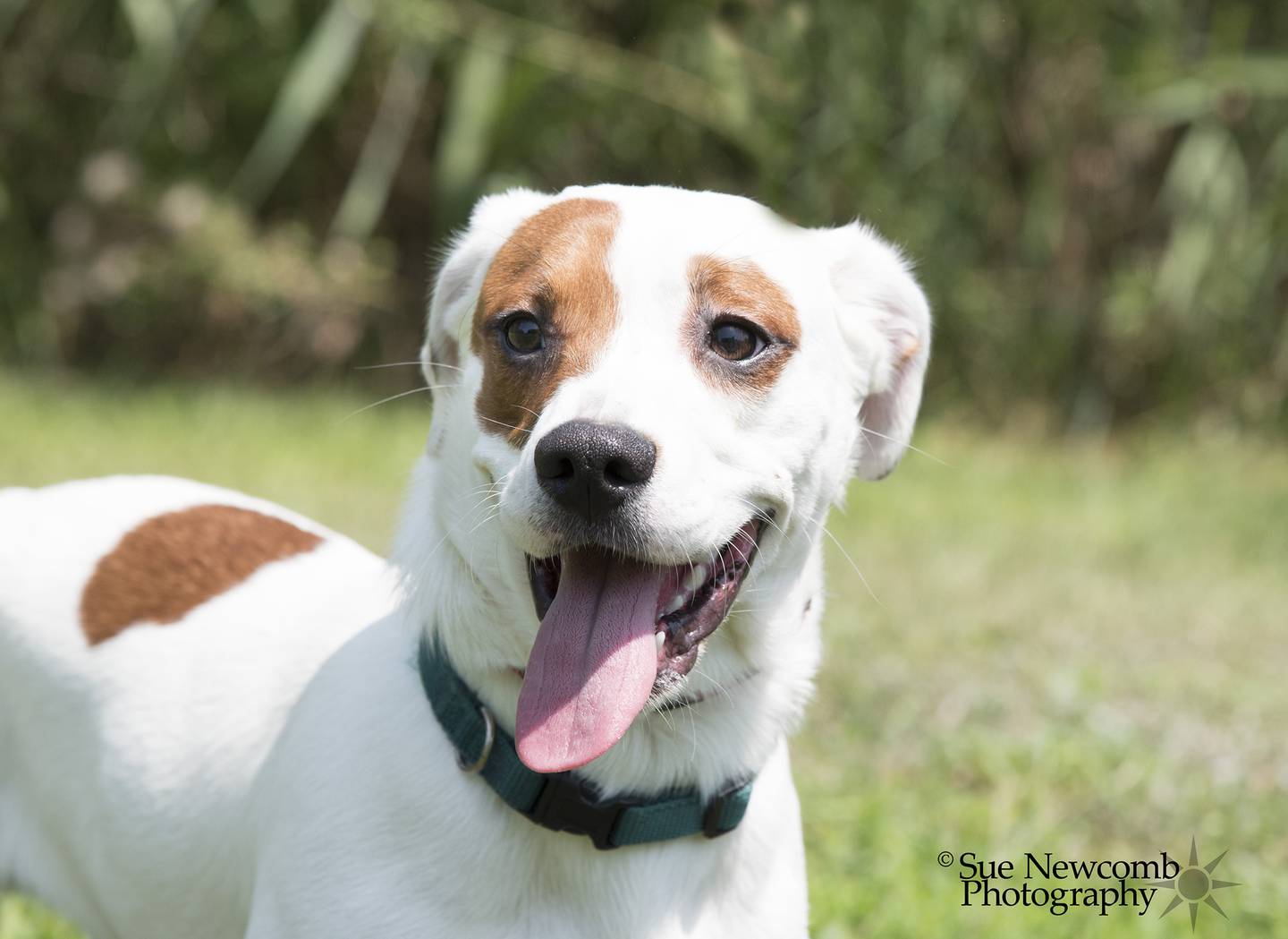 Duckie is a young, terrier/basset hound mix who was an owner surrender. He is nervous but warms up to people quickly. Duckie requires a household with no men or young children. Contact the Will County Humane Society at willcountyhumane.com and follow the instructions for the adoption process.