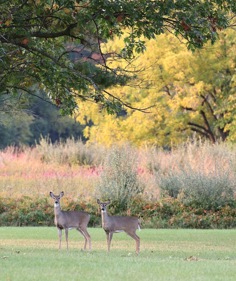 White-tailed deer take in the late afternoon sun Thursday, Oct. 13, 2022, at Shabbona Lake State Recreation Area near Shabbona.