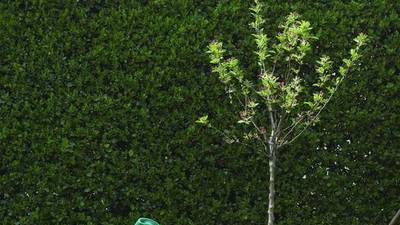 Experts explain why fall is the best time to plant trees