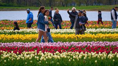 Richardson Farm Tulip Fest expected to open in late April