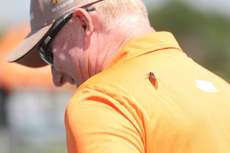 A cicada sits on the back of IHSA offical Jay Marshall at the IHSA State Championship on Saturday, May 25, 2024 in Charleston.